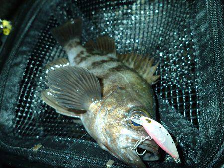 プラッキングメバルでウハウハ