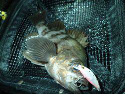 プラッキングメバルでウハウハ