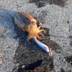 百海サーフでドン！