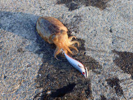 百海サーフでドン！