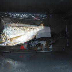 良く引いた・・・へダイ・・・サンノジ・・・