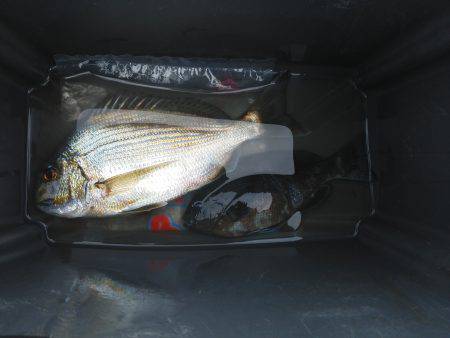 良く引いた・・・へダイ・・・サンノジ・・・