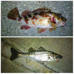 そろそろバチ抜けですか〜?