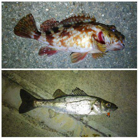 そろそろバチ抜けですか〜?