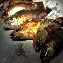 キャロメバリング!