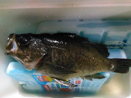 リグを送り込み中層でHIT