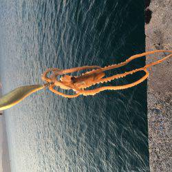 モーニングにパタパタ