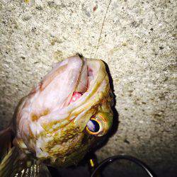 寒かったですわ〜