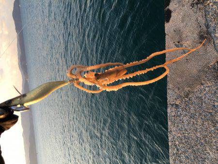 モーニングにパタパタ