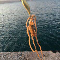 モーニングにパタパタ