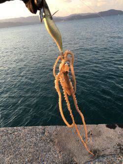 モーニングにパタパタ