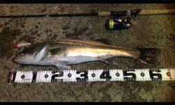 ナイトシーバス