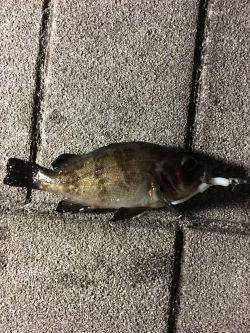 天保山周辺でメバリング