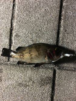 天保山周辺でメバリング