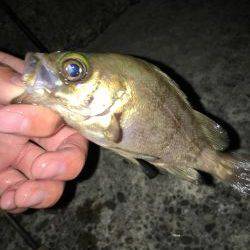 深日でめばりんぐ