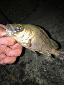 深日でめばりんぐ