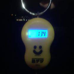 久々のアオリイカゲット‼️