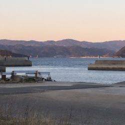 またまた良型チヌ