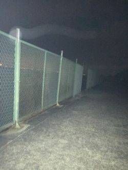 ガシラを探して