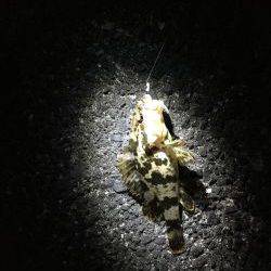 釣り人は少ないが…