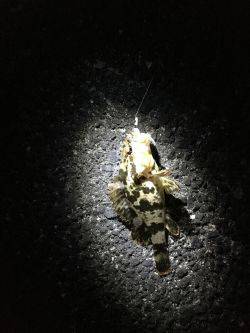 釣り人は少ないが…