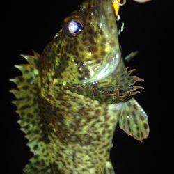 ワームとプラグ