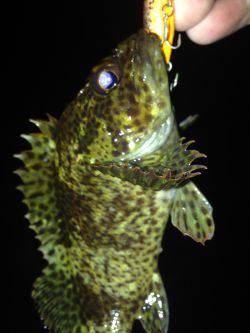 ワームとプラグ