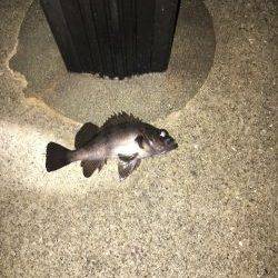 メバルはお留守