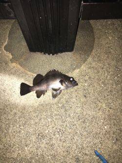 メバルはお留守