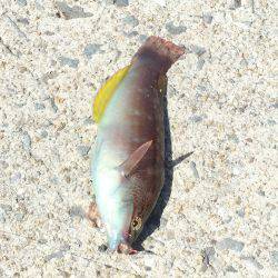 コウイカ どこ行った？