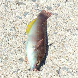 コウイカ どこ行った？