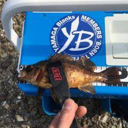 爆釣！デイメバリング