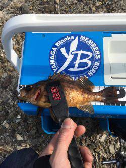 爆釣！デイメバリング