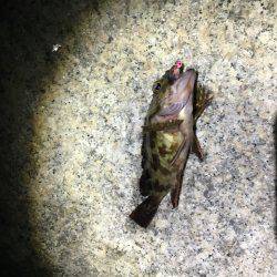 釣れて良かった。