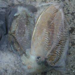 ライトエギング