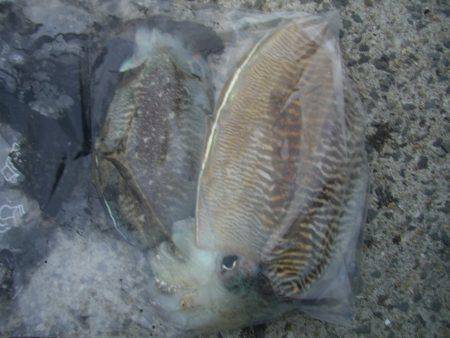 ライトエギング