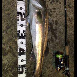 ナイトシーバス