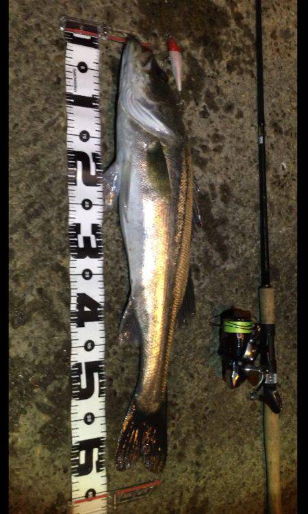 ナイトシーバス