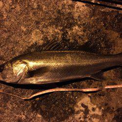 まさかのシーバス