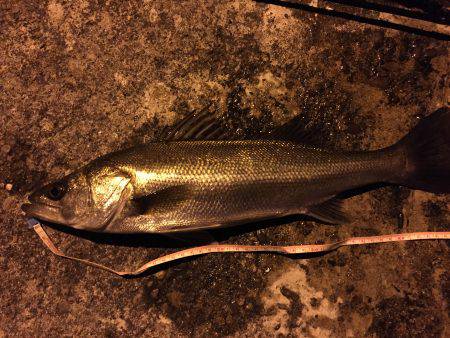 まさかのシーバス