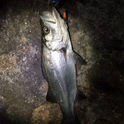 やっぱ爆風❗️