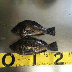 大阪遠征〜メバリング〜