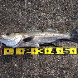 良型ハネ好調‼︎