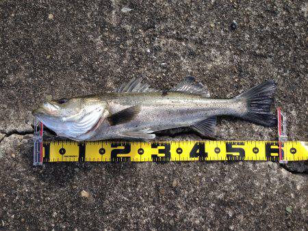 良型ハネ好調‼︎