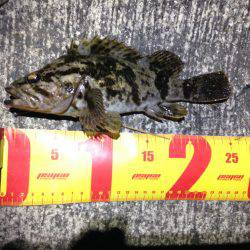 海へタケノコ狩りに出かけました。