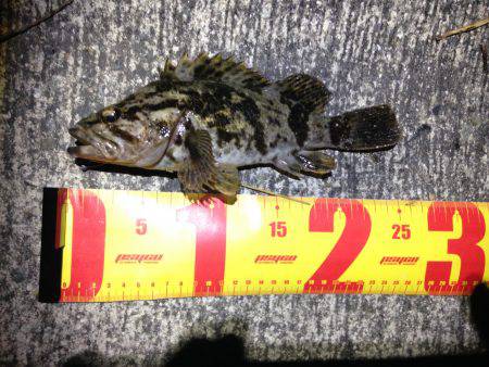 海へタケノコ狩りに出かけました。