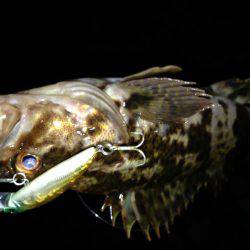 メバルがダメなら