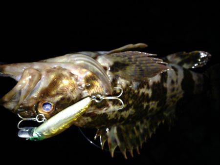 メバルがダメなら