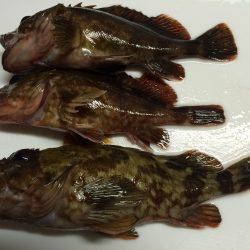 メバルが釣りたい！