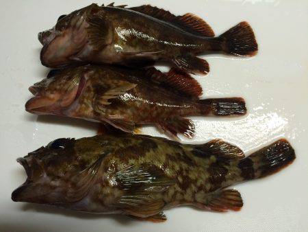 メバルが釣りたい！